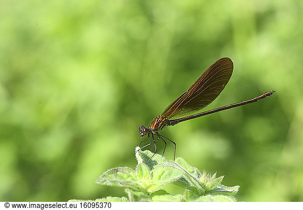 Copper Demoiselle (Calopteryx haemorrhoidalis) male on vegetation  Gard  Occitanie  France