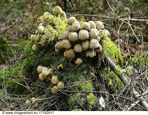 Coprinellus micaceus  glitzernde tintenfarbene Kappen  die auf einem Baumstumpf wachsen  Thetford Forest  Norfolk  UK.