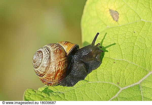 Copse snail (Arianta arbustorum)  North Rhine-Westphalia  tree snail  tree snail  Germany  Europe