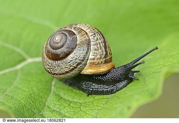 Copse snail (Arianta arbustorum)  North Rhine-Westphalia  tree snail  tree snail  Germany  Europe