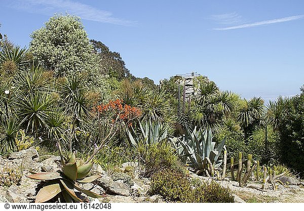 Coral Aloe (Aloe striata)  Century Plant (Agave americana) and Cabbage Tree (Cordyline australis) at Roscoff Exotic Garden  Finistère  Brittany  France