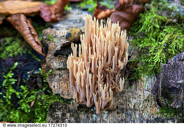 Coral mushrooms growing in forest in Autumn