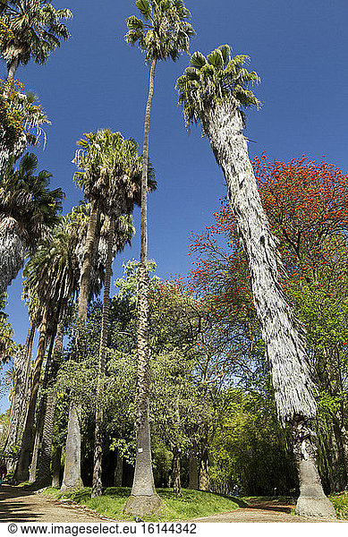 Coral Tree (Erythrina sp)  Palm (Livistona sp)  Palm (Washingtonia sp)  University botanic garden  Lisbon  Portugal