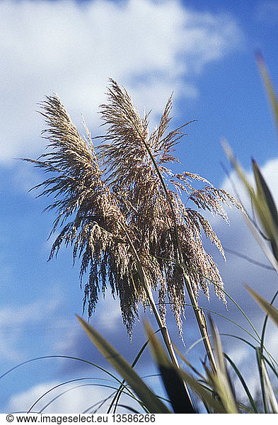 Cordateria - variety not identified,  Pampas grass