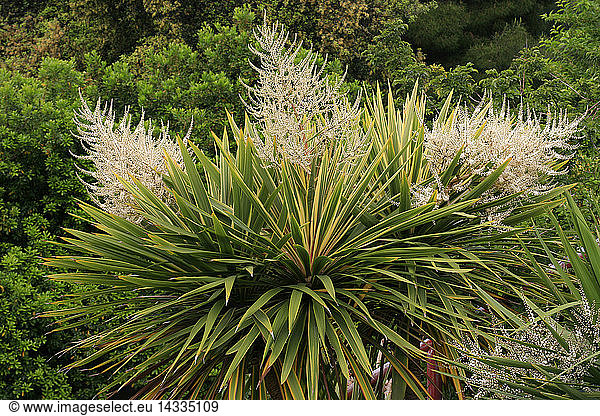 Cordyline australis ''Variegata''  New Zealand cabbage palm