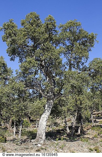 Cork oak (Quercus suber)  Canadel pass  Var  France
