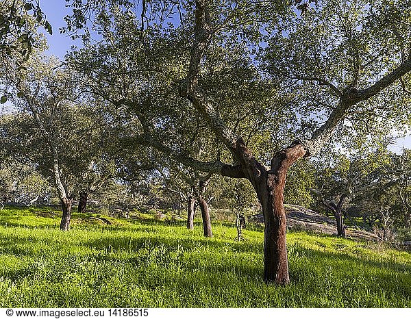 Cork oak (Quercus suber) in the Alentejo. Europe  Southern Europe  Portugal  Alentejo