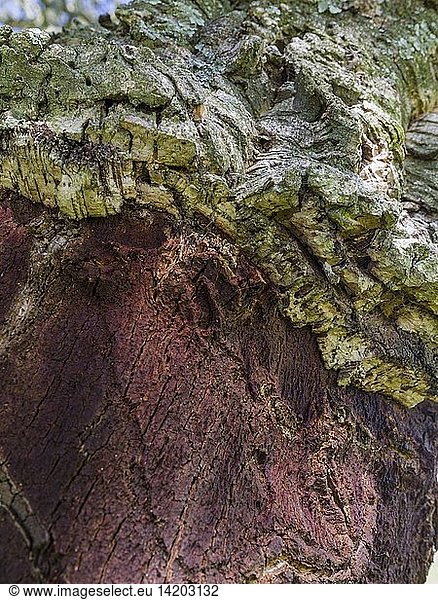 Cork oak (Quercus suber) in the Alentejo. Europe  Southern Europe  Portugal  Alentejo