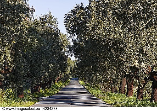 Cork oak (Quercus suber) in the Alentejo. Europe  Southern Europe  Portugal  Alentejo