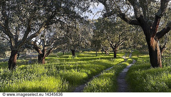 Cork oak (Quercus suber) in the Alentejo. Europe  Southern Europe  Portugal  Alentejo