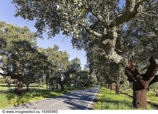 Cork oak (Quercus suber) in the Alentejo. Europe  Southern Europe  Portugal  Alentejo