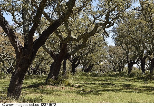 Cork oak tree grove near Evora  Alentejo region  Portugal  southwertern Europe.