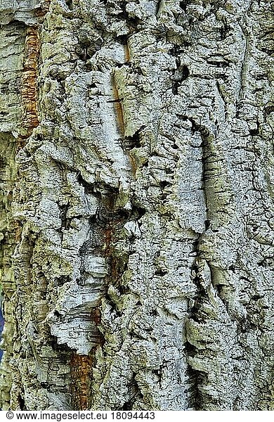Cork oaksbark (Quercus suber)