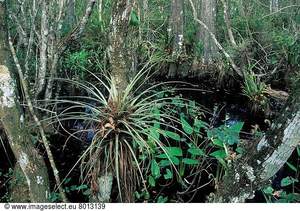 Corkscrew Swamp Sanctuary  Florida