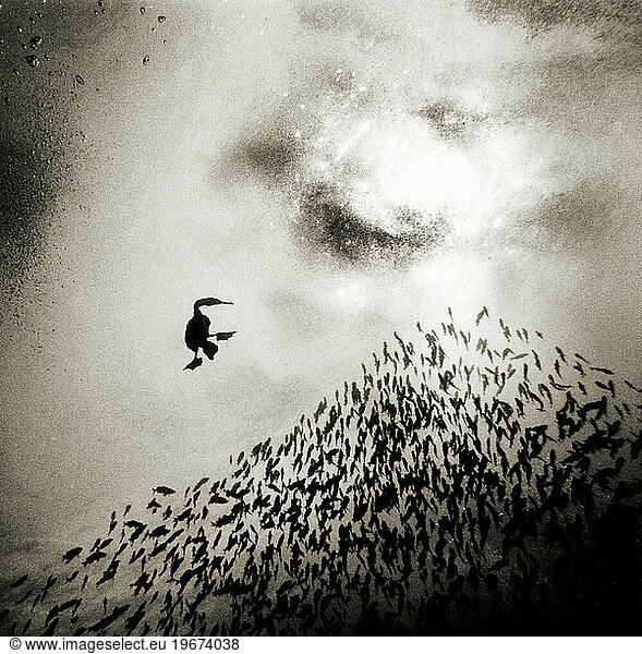 CORMORANT