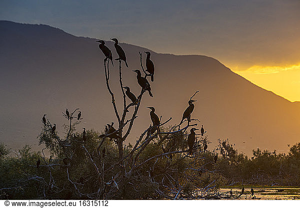 Cormorants (Phalacrocoracidae) sitting in a tree at sunrise  Lake Kerkini  Macedonia  Greece  Europe