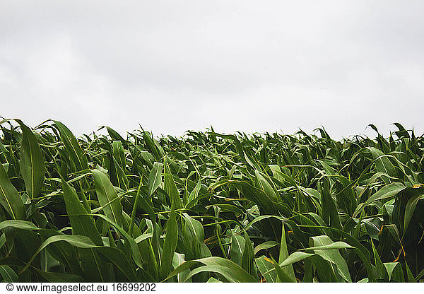 corn field against cloudy sky