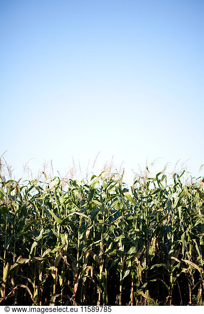 Corn field  close up