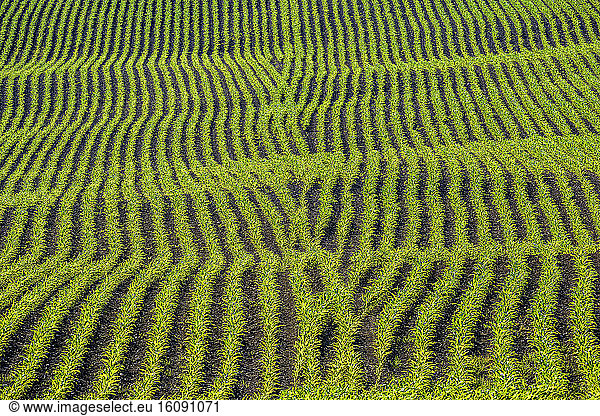 Corn field in spring  Haute Savoie  France