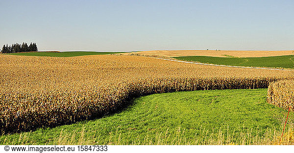 Corn field near Rochester  Minnesota