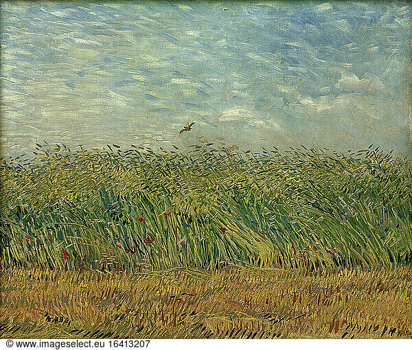 Corn field with poppies and partridge