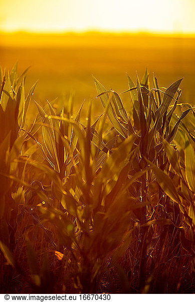 Corn fields east of Denver  CO