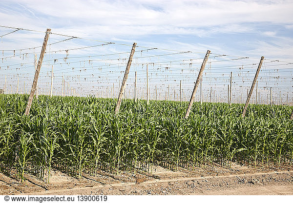Corn growing  hop trellised field