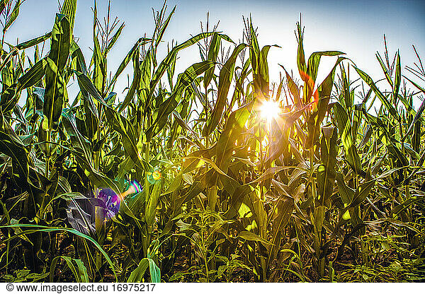 Corn Growing in Kansas at sunrise