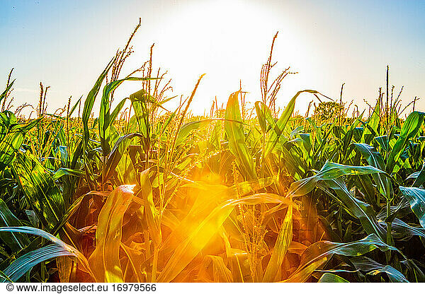 Corn Growing in Kansas at sunrise