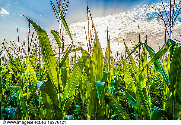 Corn growing in rural Kansas