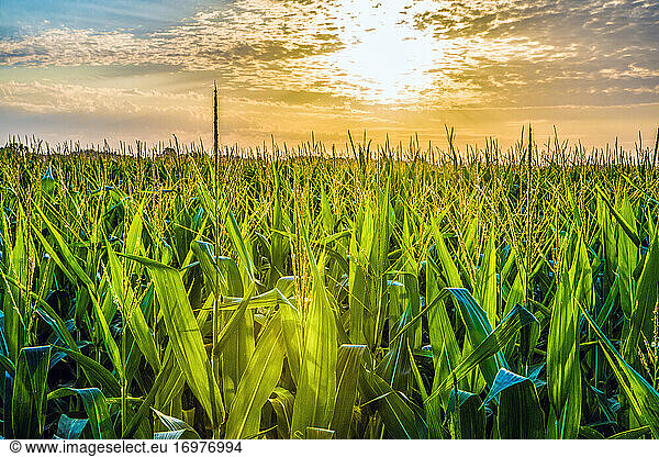 Corn growing in rural Kansas
