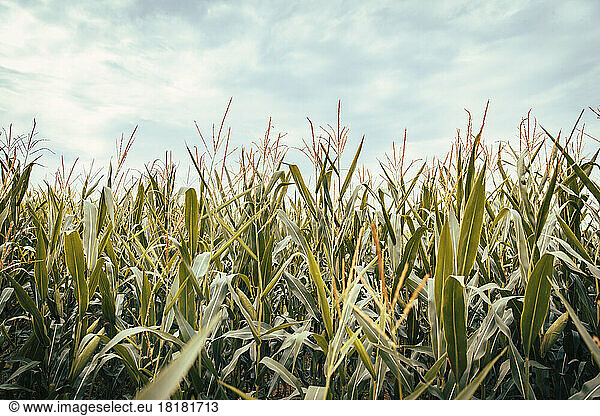 Corn growing in summer field
