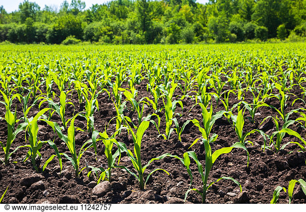 Corn plant seedlings in field