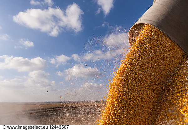 Corn pours into a grain truck during corn harvest  Minnesota  United States of America