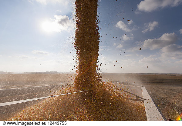 Corn pours into a grain truck during corn harvest  Minnesota  United States of America