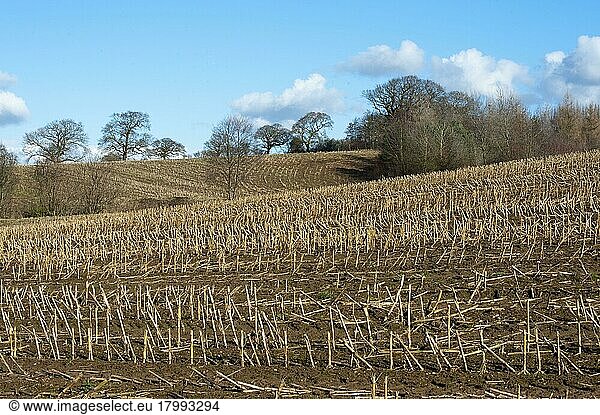 Corn (Zea mays) stalks in stubble field  Cheshire  England  winter