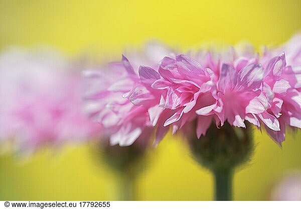 Cornflower (Centaurea cyanus)  NRW  Germany  Europe