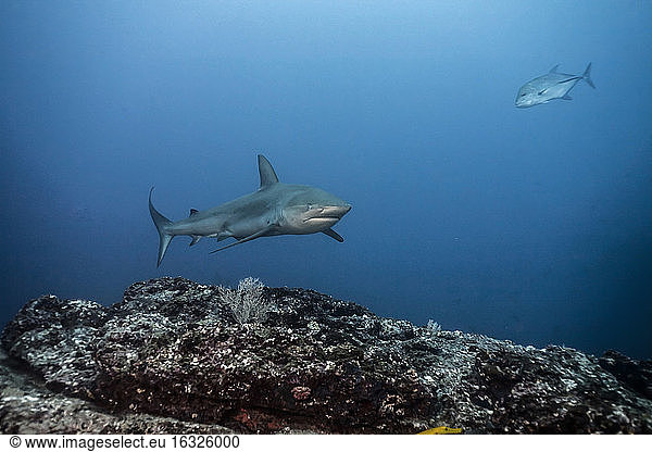 Costa Rica  Galapagos shark  Carcharhinus galapagensis and fish