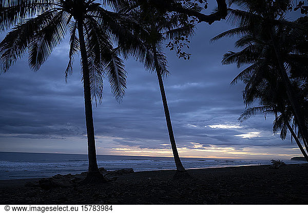 Costa Rica  Guanacaste Province  Silhouettes of palm trees growing on coastal beach at dusk