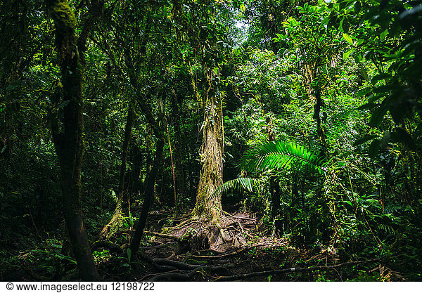 Costa Rica  Landschaft mit beleuchtetem Baum auf dem Weg zum Vulkan Cerro Chato