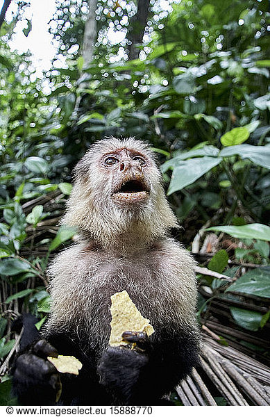 Costa Rica  Limon  Cahuita  Porträt eines Kapuzineraffen  der Kartoffelchips isst