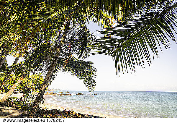 Costa Rica  Provinz Puntarenas  Montezuma  am Küstenstrand wachsende Palmen
