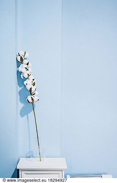 Cotton plant kept on table in front of blue wall