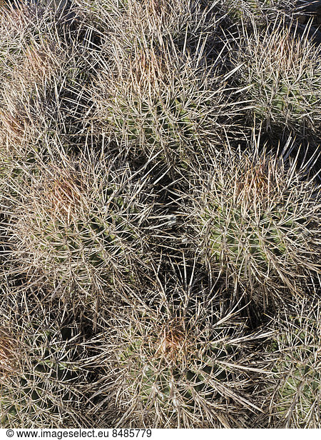 Cotton Top Cactus Kaktus (Echinocactus polycephalus)  Death-Valley-Nationalpark  Kalifornien  USA