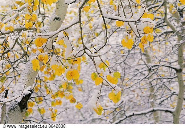 Cottonwood tree branches with yellow autumn foliage.