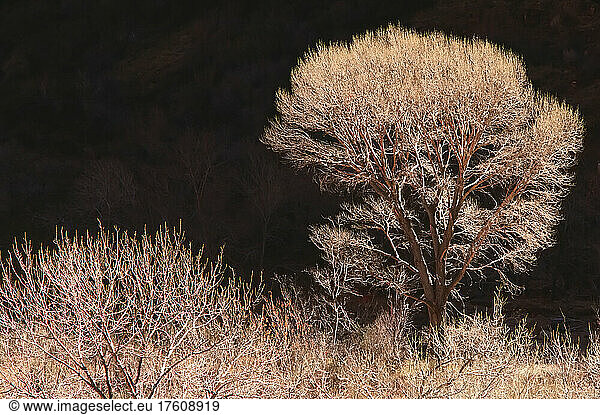 Cottonwood Tree In Winter Zion National Park Utah USA