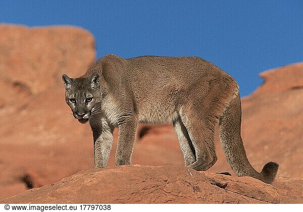 Cougar (Felis concolor)  dangerous