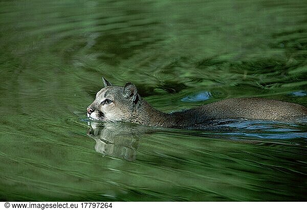 Cougar (Felis concolor)  Puma  Silberlöwe  seitlich  side