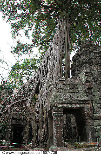 Council tree (Ficus altissima) on the archaeological site of Ta Prohm Cambodia
