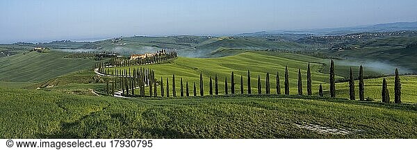 Country estate Agriturismo Baccoleno with cypress (Cupressus) avenue at sunset  Asciano  Crete Senesi  Siena  Tuscany  Italy  Europe